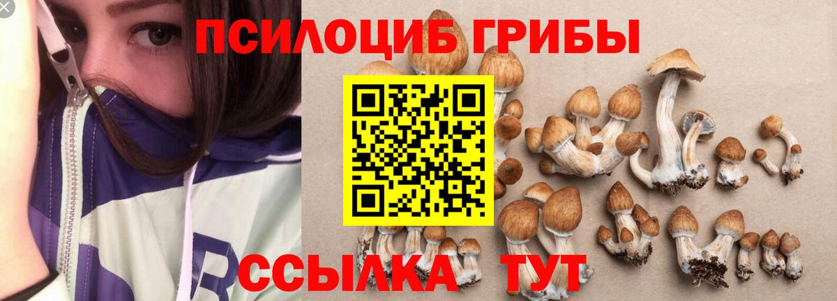 Псилоцибиновые грибы Psilocybe Кудымкар